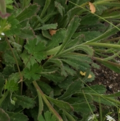 Brachyscome spathulata at Cotter River, ACT - 1 Jan 2021 02:03 PM