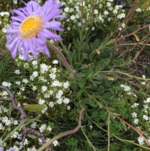 Brachyscome spathulata at Cotter River, ACT - 1 Jan 2021 02:03 PM