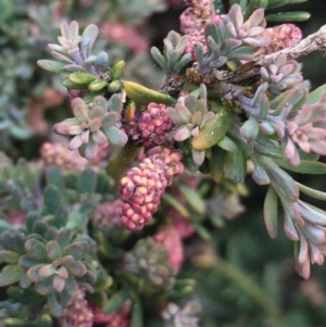 Podocarpus lawrencei at Cotter River, ACT - 1 Jan 2021