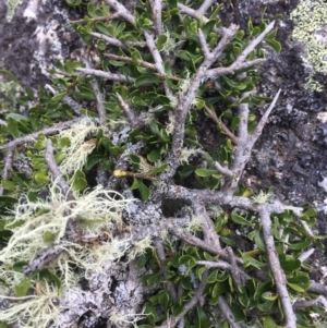 Melicytus sp. at Cotter River, ACT - 1 Jan 2021