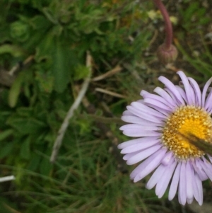 Brachyscome spathulata at Cotter River, ACT - 1 Jan 2021 01:55 PM