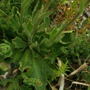 Brachyscome spathulata at Cotter River, ACT - 1 Jan 2021 01:55 PM