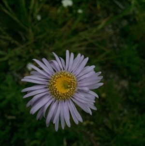 Brachyscome spathulata at Cotter River, ACT - 1 Jan 2021 01:55 PM