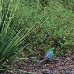 Psephotus haematonotus at Goulburn, NSW - 1 Jan 2021