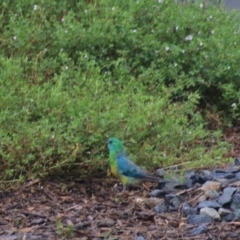 Psephotus haematonotus at Goulburn, NSW - 1 Jan 2021 05:56 PM