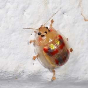 Paropsisterna annularis at Melba, ACT - 17 Dec 2020