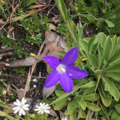 Wahlenbergia gloriosa (Royal Bluebell) at Cotter River, ACT - 1 Jan 2021 by Jubeyjubes