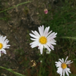 Brachyscome aculeata at Cotter River, ACT - 1 Jan 2021 01:42 PM