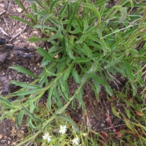 Brachyscome aculeata at Cotter River, ACT - 1 Jan 2021