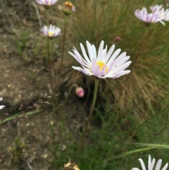 Brachyscome aculeata at Cotter River, ACT - 1 Jan 2021 01:42 PM