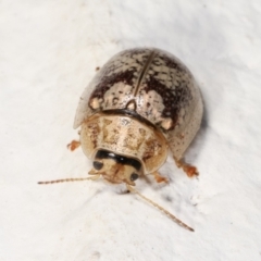 Paropsisterna laesa species complex at Melba, ACT - 17 Dec 2020