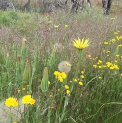 Tragopogon dubius at Cotter River, ACT - 1 Jan 2021 01:27 PM