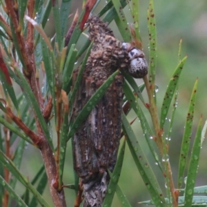 Clania lewinii at Goulburn, NSW - 1 Jan 2021