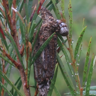 Clania lewinii & similar Casemoths (Parallel stick Case Moths) at Goulburn Mulwaree Council - 1 Jan 2021 by Rixon