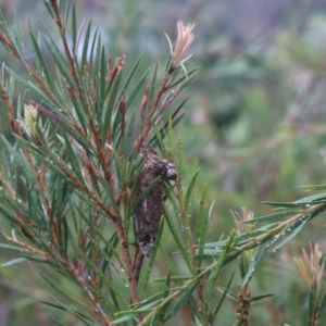 Clania lewinii at Goulburn, NSW - 1 Jan 2021