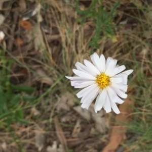 Brachyscome aculeata at Cotter River, ACT - 1 Jan 2021 11:43 AM