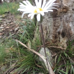 Celmisia tomentella (Common Snow Daisy) at Cotter River, ACT - 1 Jan 2021 by Jubeyjubes