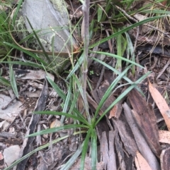 Celmisia tomentella at Cotter River, ACT - 1 Jan 2021 11:17 AM