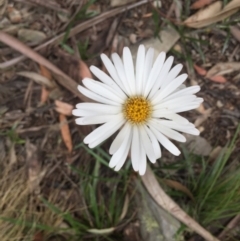 Celmisia tomentella at Cotter River, ACT - 1 Jan 2021 11:17 AM