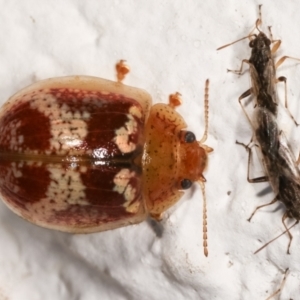 Paropsisterna sp. ("Ch11" of DeLittle 1979) at Melba, ACT - 17 Dec 2020