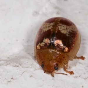 Paropsisterna sp. ("Ch11" of DeLittle 1979) at Melba, ACT - 17 Dec 2020