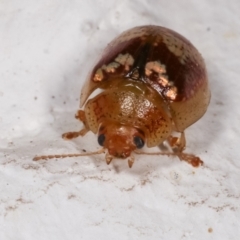 Paropsisterna sp. ("Ch11" of DeLittle 1979) at Melba, ACT - 17 Dec 2020