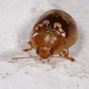 Paropsisterna sp. ("Ch11" of DeLittle 1979) at Melba, ACT - 17 Dec 2020