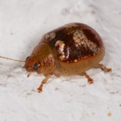 Paropsisterna sp. ("Ch11" of DeLittle 1979) at Melba, ACT - 17 Dec 2020