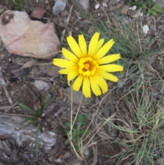 Microseris lanceolata (Yam Daisy) at Cotter River, ACT - 1 Jan 2021 by Jubeyjubes