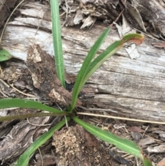 Microseris lanceolata at Cotter River, ACT - 1 Jan 2021