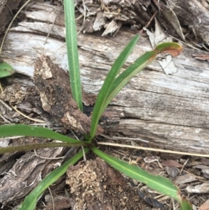 Microseris lanceolata at Cotter River, ACT - 1 Jan 2021 11:19 AM