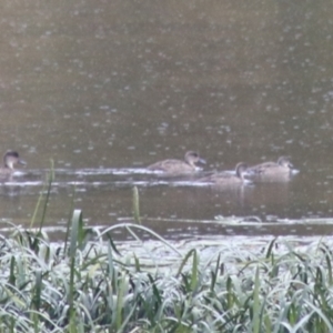 Anas gracilis at Goulburn, NSW - 1 Jan 2021