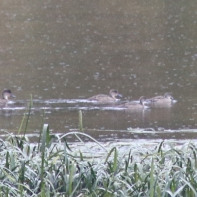 Anas gracilis (Grey Teal) at Goulburn Mulwaree Council - 1 Jan 2021 by Rixon