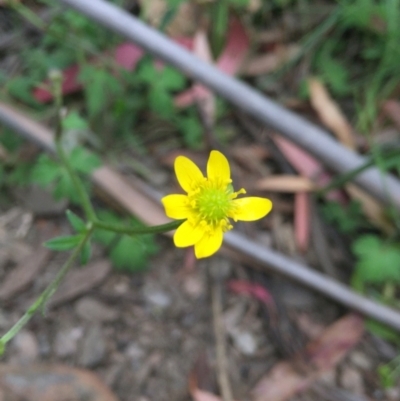 Ranunculus lappaceus (Australian Buttercup) at Cotter River, ACT - 31 Dec 2020 by Jubeyjubes