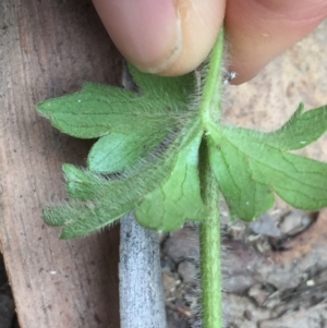 Ranunculus lappaceus at Cotter River, ACT - 1 Jan 2021