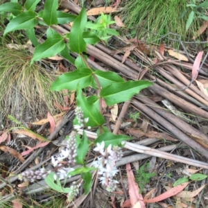 Veronica derwentiana at Cotter River, ACT - 1 Jan 2021