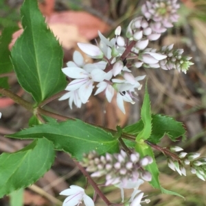 Veronica derwentiana at Cotter River, ACT - 1 Jan 2021