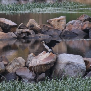 Microcarbo melanoleucos at Goulburn, NSW - 1 Jan 2021