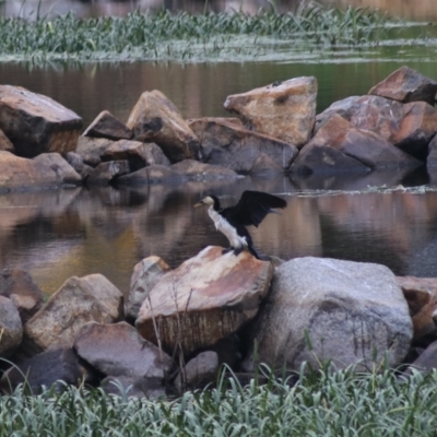 Microcarbo melanoleucos (Little Pied Cormorant) at Goulburn Mulwaree Council - 1 Jan 2021 by Rixon