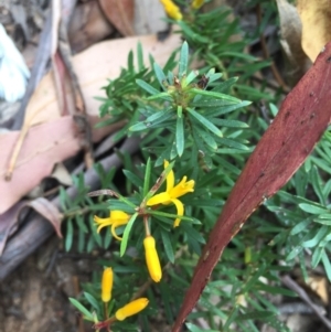 Persoonia chamaepeuce at Cotter River, ACT - 1 Jan 2021