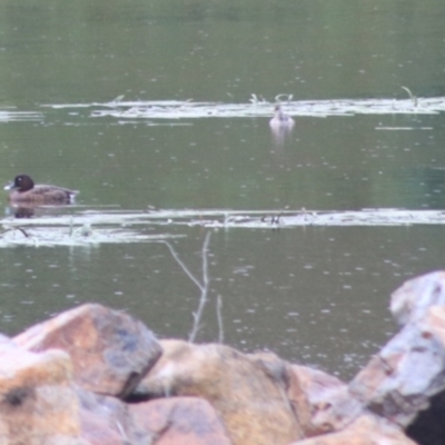 Aythya australis (Hardhead) at Goulburn Wetlands - 1 Jan 2021 by Rixon