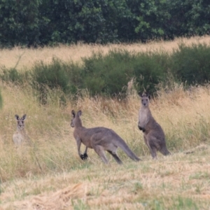 Macropus giganteus at Goulburn, NSW - 1 Jan 2021