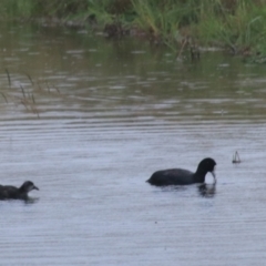 Fulica atra (Eurasian Coot) at Goulburn Mulwaree Council - 1 Jan 2021 by Rixon