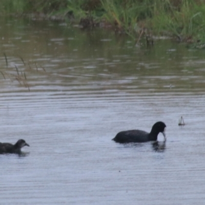 Fulica atra (Eurasian Coot) at Goulburn Wetlands - 1 Jan 2021 by Rixon