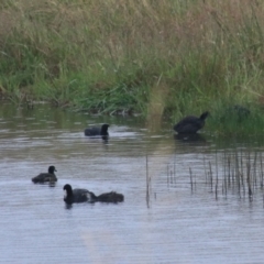 Fulica atra at Goulburn, NSW - 1 Jan 2021