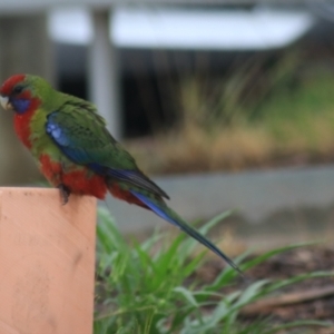 Platycercus elegans at Goulburn, NSW - 1 Jan 2021