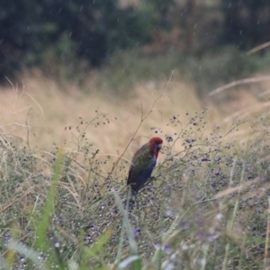 Platycercus elegans at Goulburn, NSW - 1 Jan 2021