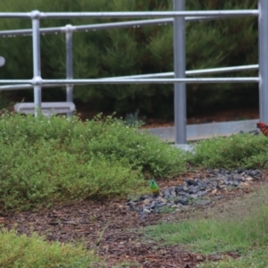 Platycercus elegans at Goulburn, NSW - 1 Jan 2021