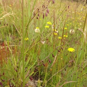 Arthropodium milleflorum at Cotter River, ACT - 1 Jan 2021 03:22 PM