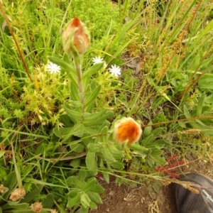 Xerochrysum subundulatum at Cotter River, ACT - 1 Jan 2021